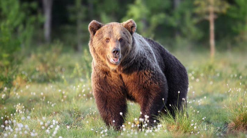 Beci pozor! V Tatranskej trbe a na trbskom Plese eviduj zven pohyb medveov