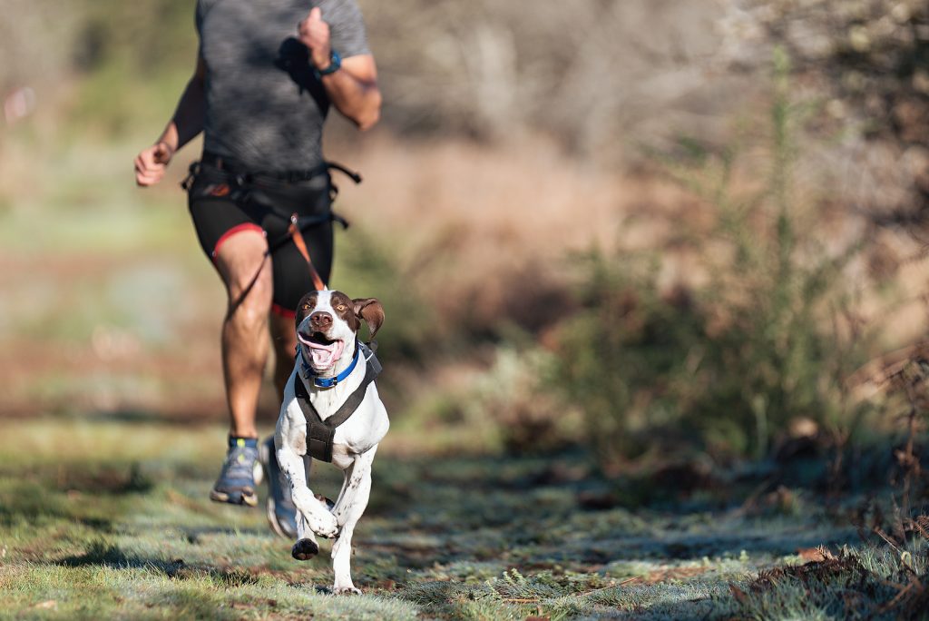 Dog And Its Owner Taking Part In A Popular Canicross Race. Canic