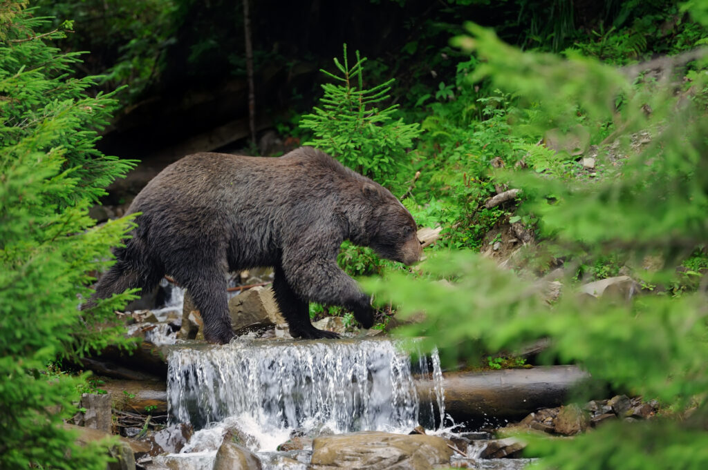 Brown Bear In Water