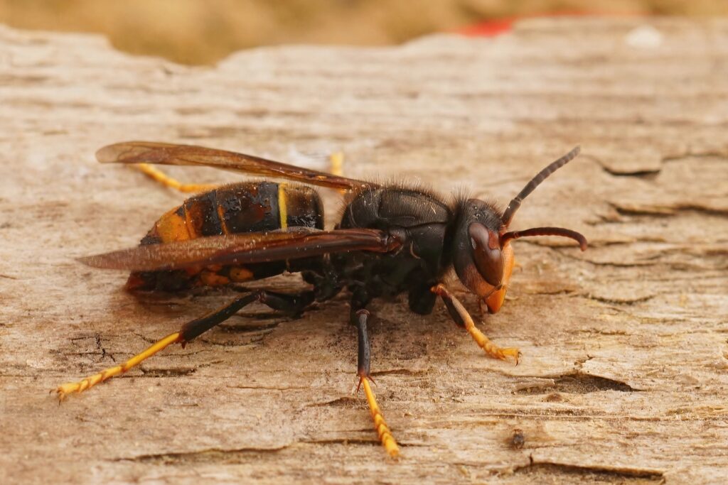 Detailed Closeup On A Worker Asian Hornet , Vespa Veluatina An I